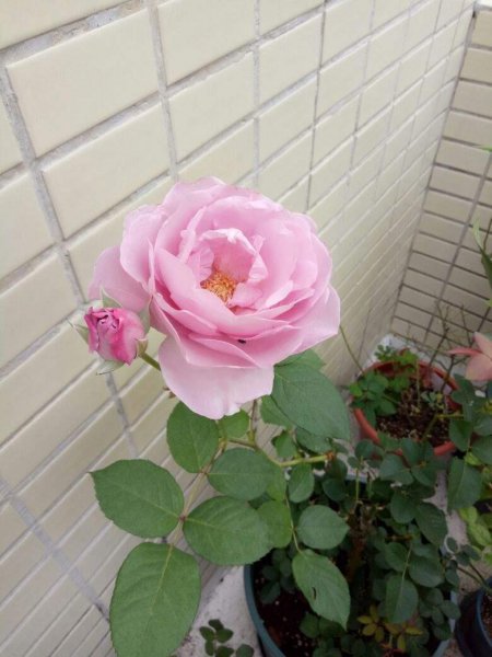 有哪些容易爆花的植物品种
