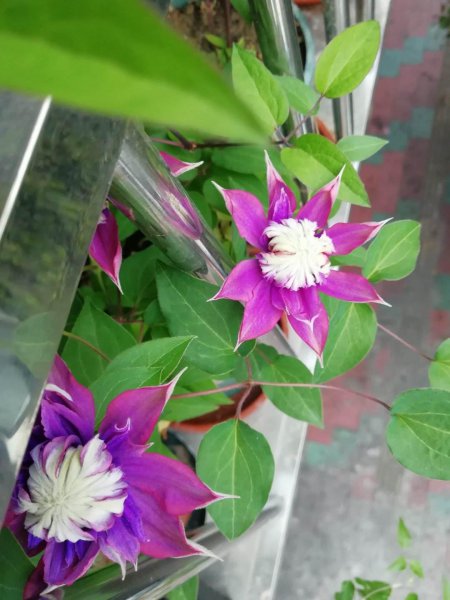 有哪些容易爆花的植物品种