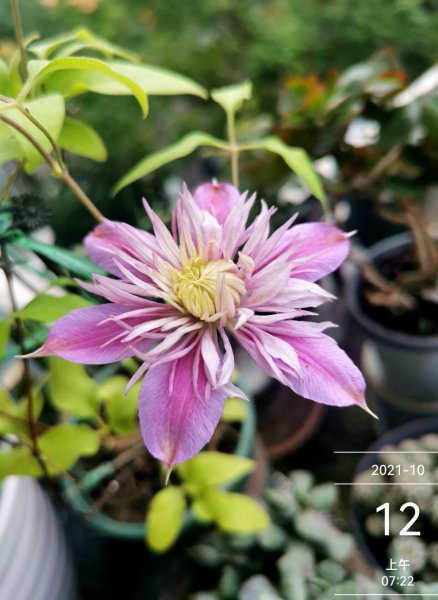 有哪些容易爆花的植物品种