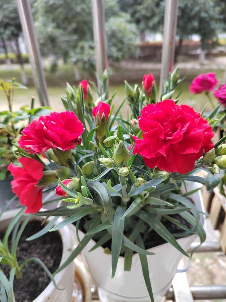 有哪些容易爆花的植物品种