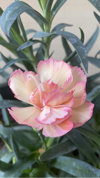 有哪些容易爆花的植物品种