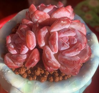 多肉的缀化和白化是什么意思 详解多肉缀化和白化