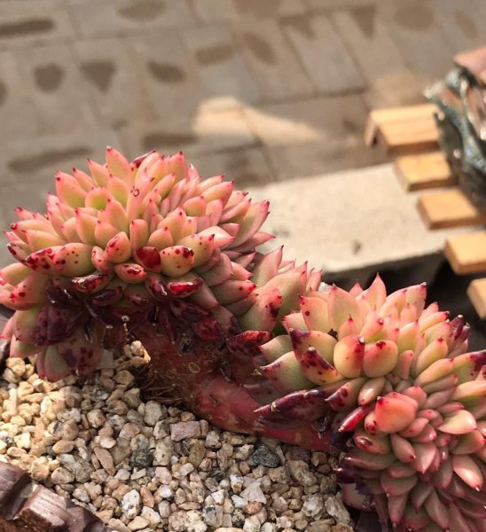 多肉的缀化和白化是什么意思
