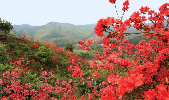 杜鹃花就是映山红吗