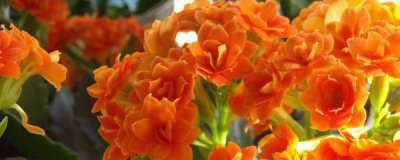 6月份长寿花怎么养 详解长寿花6月养护注意事项