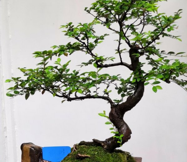 金钱榆盆景怎么养殖