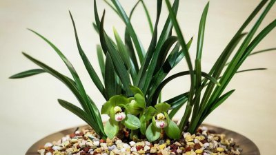 最香的兰花品种排名 兰花最香6个排名