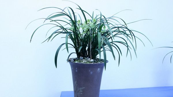 最香的兰花品种排名