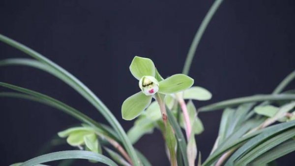 最香的兰花品种排名
