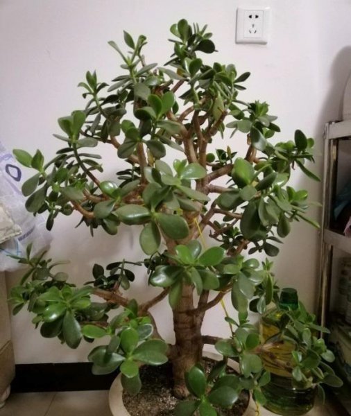 玉树长的纤细怎么办