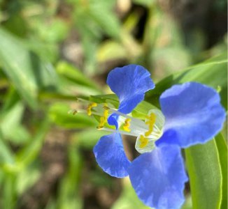 农村常见的花有哪些 盘点20种农村常见的花卉大全