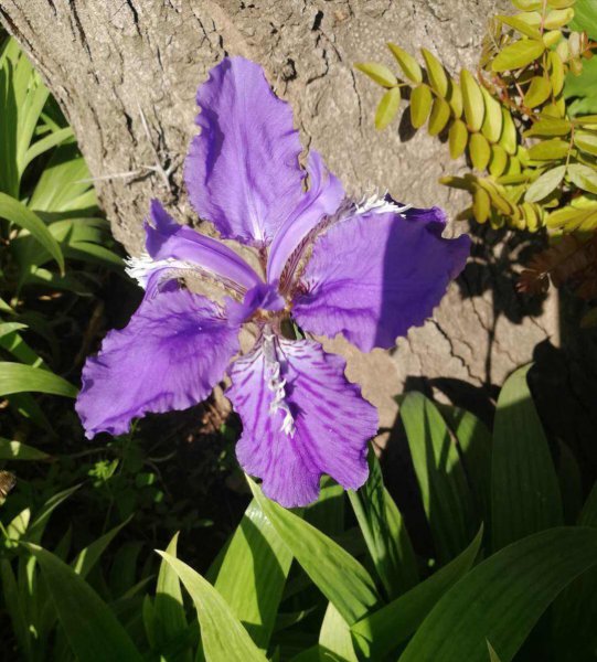 农村常见的花有哪些