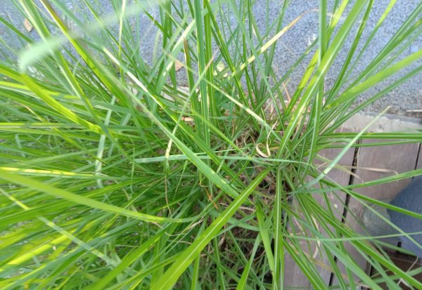 农村常见的花有哪些
