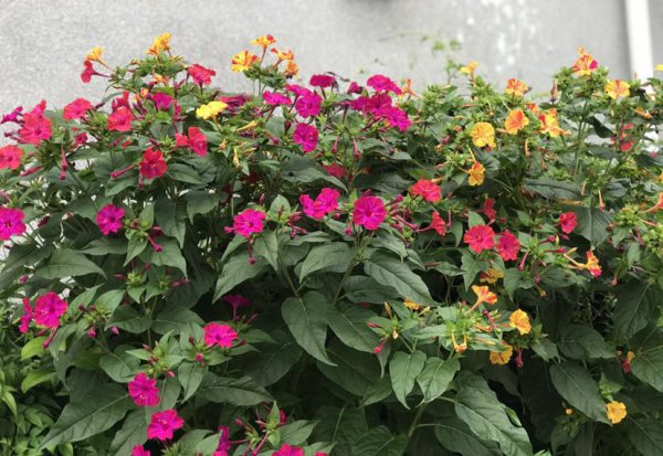 农村常见的花有哪些