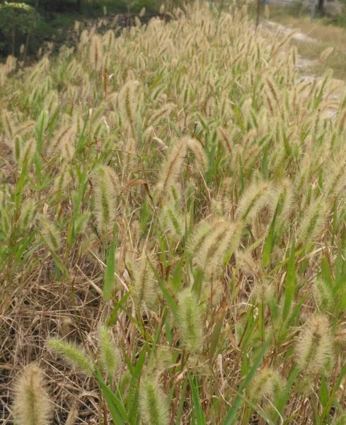 农村常见的花有哪些
