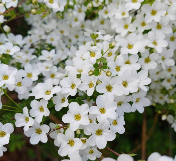 农村常见的花有哪些