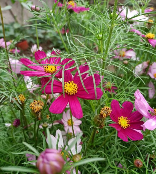 农村常见的花有哪些