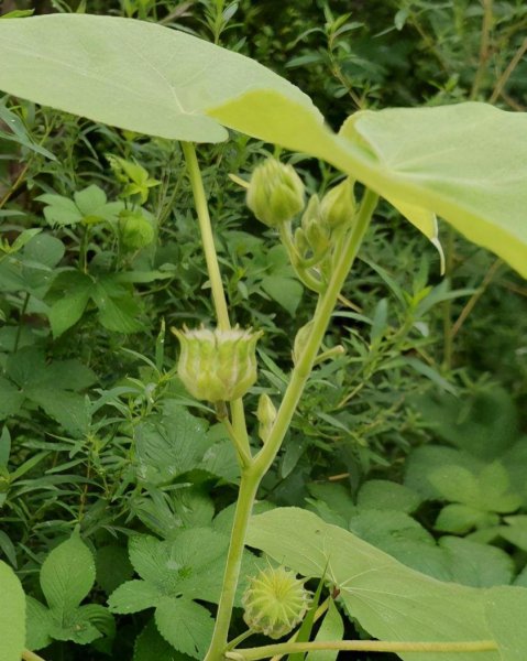 农村常见的花有哪些