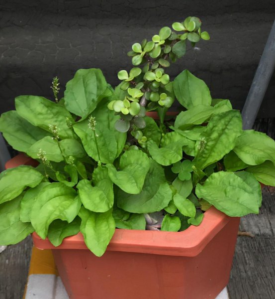 农村常见的花有哪些