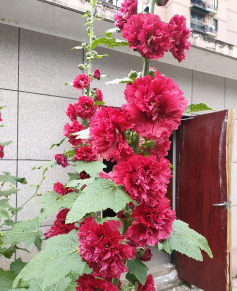 农村常见的花有哪些