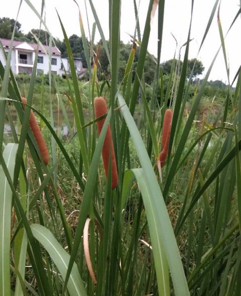 农村常见的花有哪些