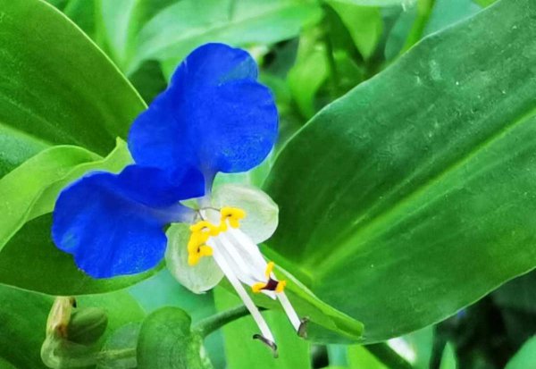 农村常见的花有哪些