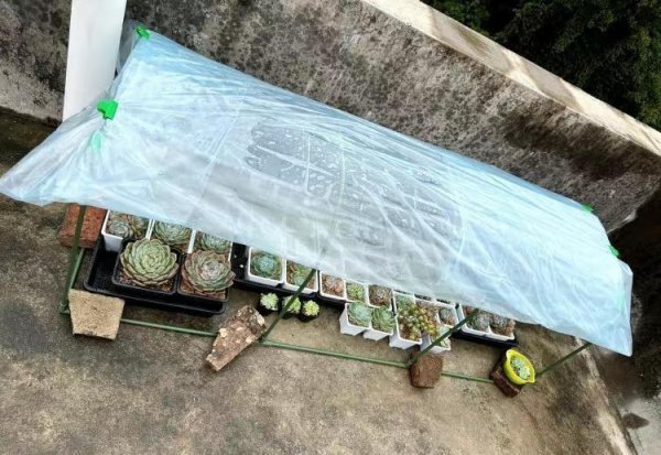多肉怎样才能长得快