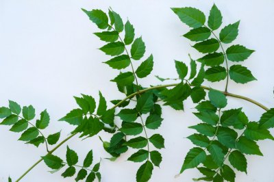 凌霄花和炮仗花有哪些区别 有关凌霄花和炮仗花差异介绍