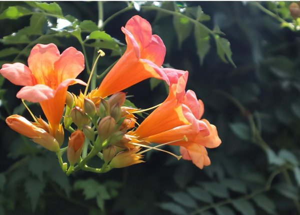 凌霄花和炮仗花有哪些区别