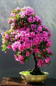 杜鹃花有哪些品种 杜鹃花常见的5种品种大全