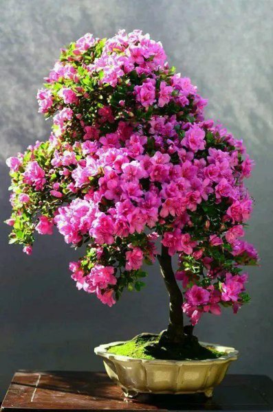 杜鹃花有哪些品种