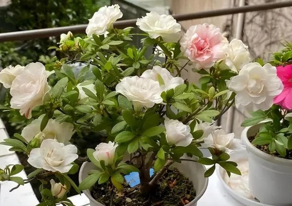 杜鹃花有哪些品种