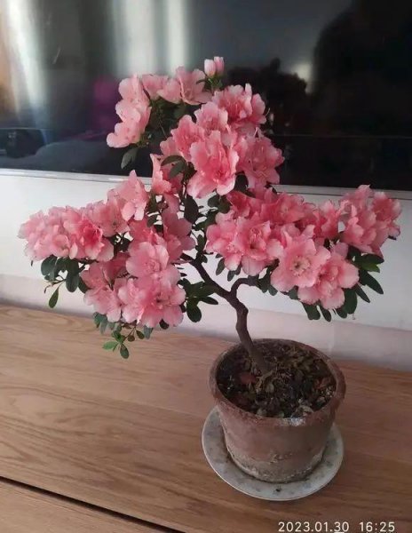 杜鹃花有哪些品种