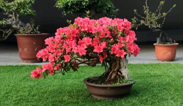 杜鹃花有哪些品种