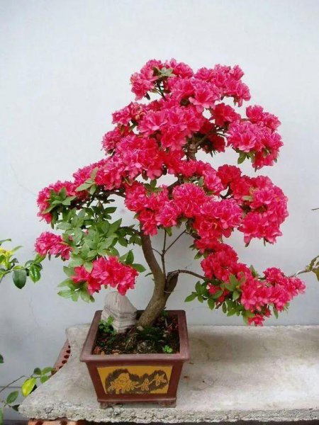 杜鹃花有哪些品种