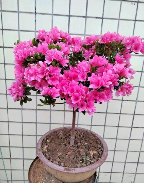 杜鹃花有哪些品种