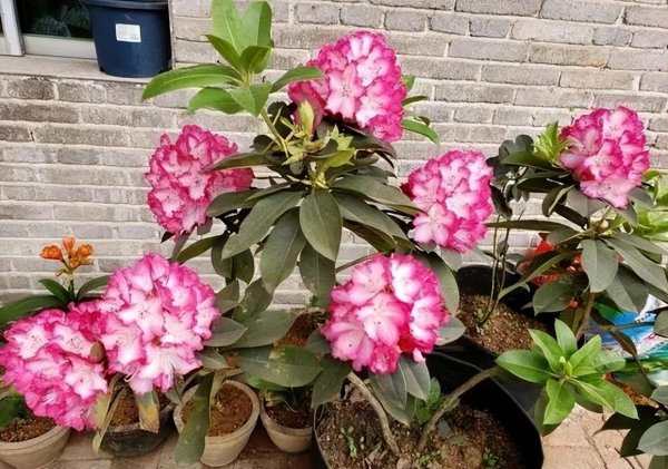 杜鹃花有哪些品种