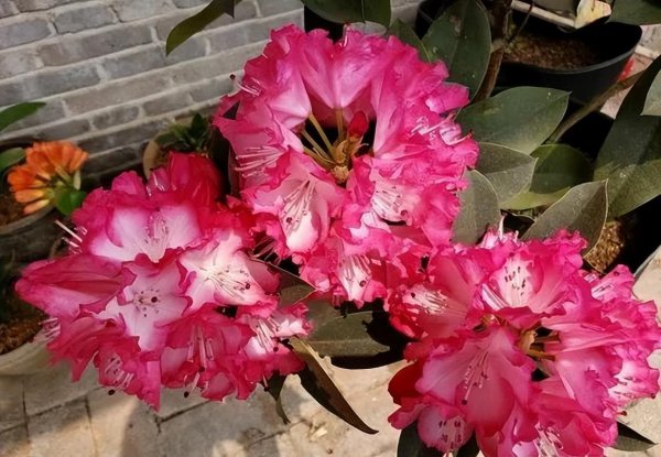 杜鹃花有哪些品种
