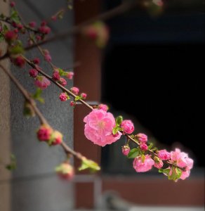 抗碱性很强的花卉有哪些 盘点5种适合种在北方的强碱性绿植