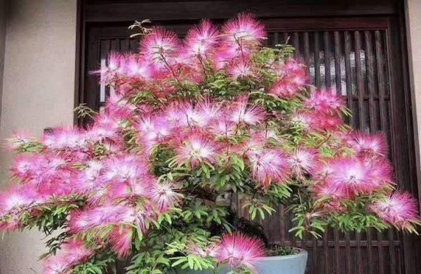 抗碱性很强的花卉有哪些