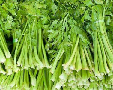 芹菜盆栽怎么种植 详解室内芹菜盆栽种植方法