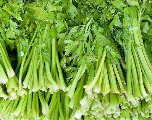 芹菜盆栽怎么种植