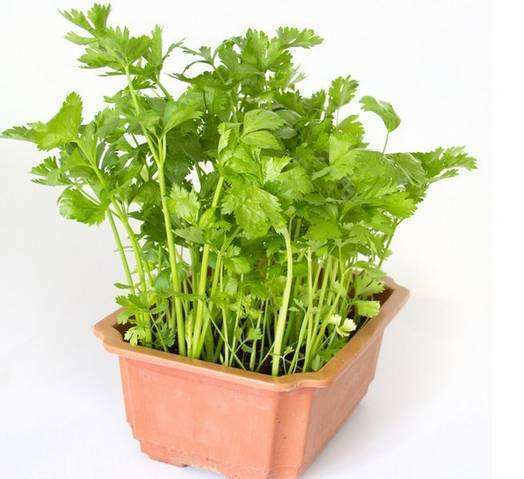 芹菜盆栽怎么种植