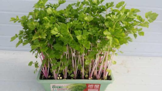 芹菜盆栽怎么种植