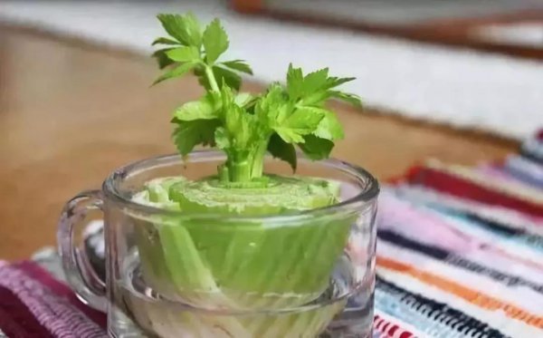 芹菜盆栽怎么种植