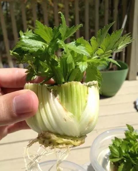 芹菜盆栽怎么种植