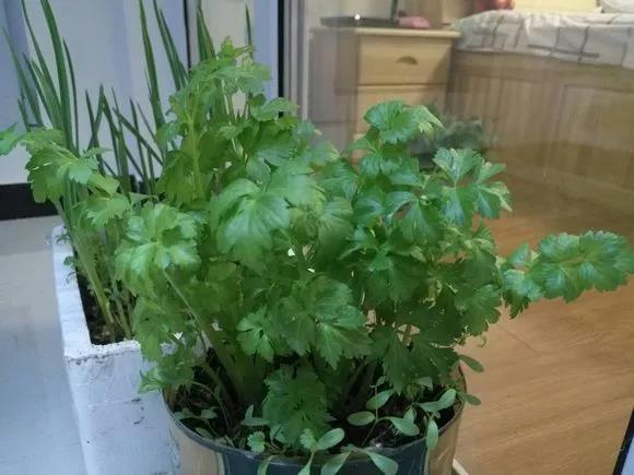 芹菜盆栽怎么种植