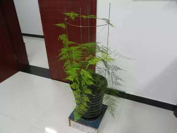 云竹怎么修剪才好看