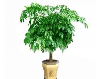 幸福树有几个品种 幸福树品种图片大全