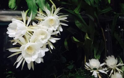 昙花夏天如何养 详解昙花夏季养护方法